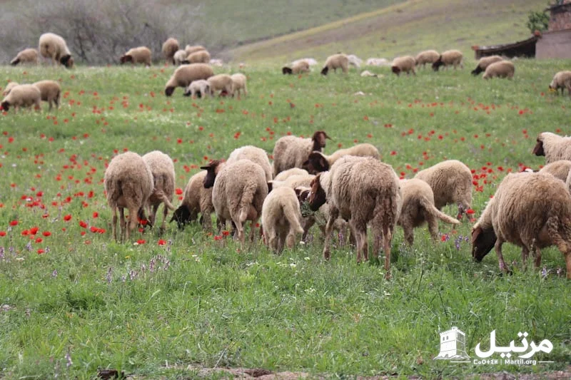 تحديات مناخية واقتصادية تخيم على موسم الزراعات العلفية في المغرب